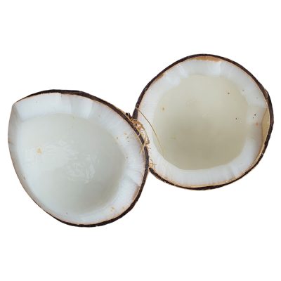Matured coconut