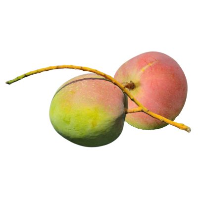 Australian Mango (R2E2)