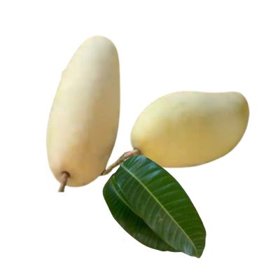 Elephant Mango - Yellow