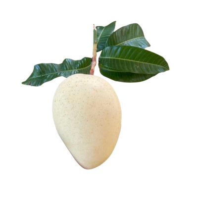 Cat Chu Mango